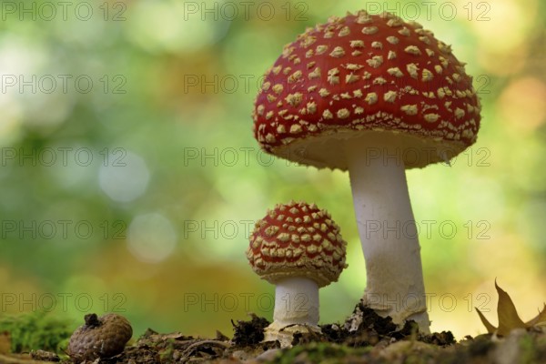 Fly agaric (Amanita muscaria), small and large fruiting bodies, North Rhine-Westphalia, Germany, Europe