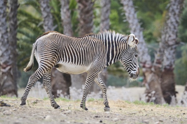 Plains zebra (Equus quagga) walking in the dessert, captive, distribution Africa
