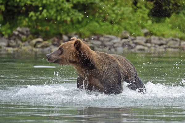 Brown bear (Ursus arctos) hunting for salmon in the water, Lake Clark National Park, Alaska