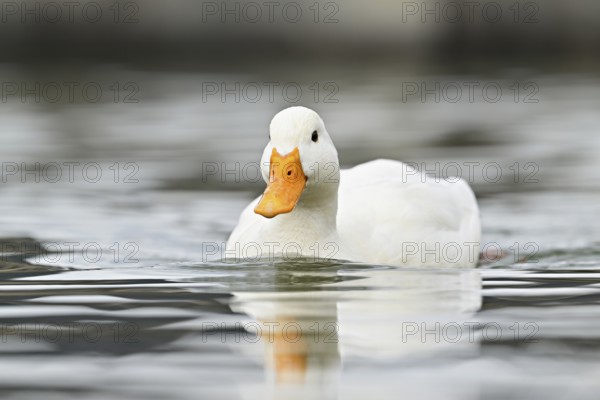 Mallard (Anas platyrhynchos), albino, swimming, Switzerland, Europe