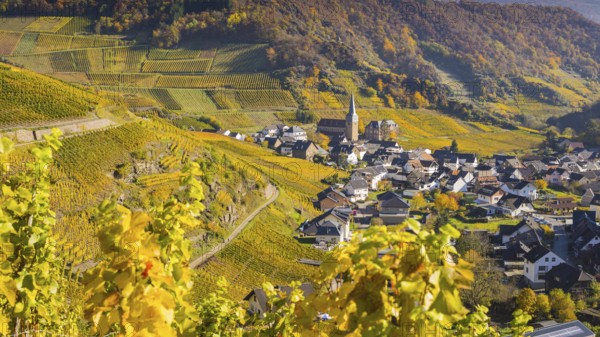 Vineyards in autumn, Mayschoß with parish church, red wine growing region Ahrtal, red wine of the Pinot Noir and Portugieser grape is grown here, Eifel, Rhineland-Palatinate, Germany, Europe