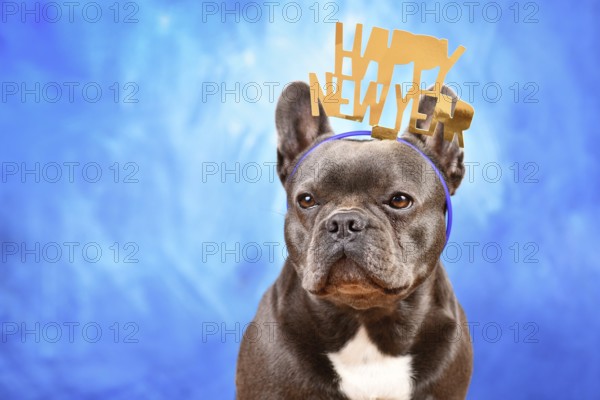 Dark French Bulldog dog wearing New Year's Eve party celebration headband with text 'Happy new year' in front of blue background