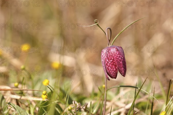 Snake's head fritillary (Fritillaria meleagris), in a meadow, Wilden, North Rhine-Westphalia, Germany, Europe