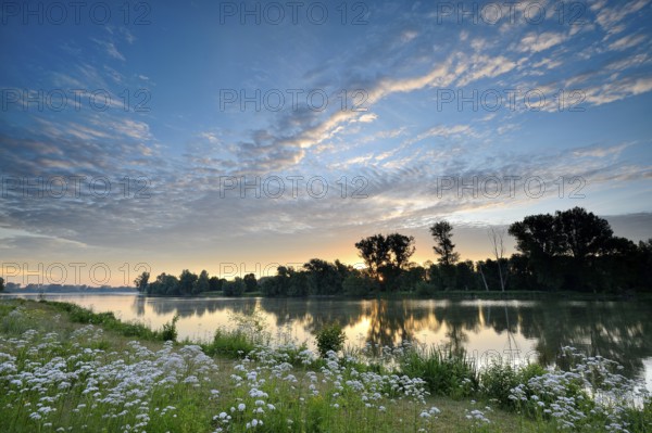 Morning glow on the Old Rhine with valerian (Valeriana officinalis) and deciduous trees, Xanten, Lower Rhine, North Rhine-Westphalia, Germany, Europe