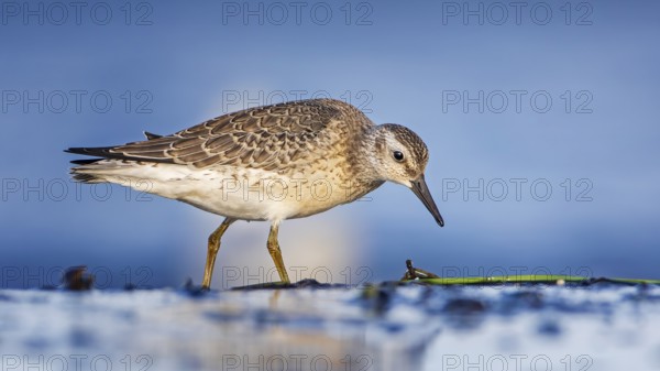 Knot, red knot (Calidris canutus) Transition from breeding to slack dress, snipe bird, foraging on mudflats, shallow water zone, Baltic Sea coast, Fischland Darß-Zingst, Vorpommersche Boddenlandschaft National Park, Germany, Europe