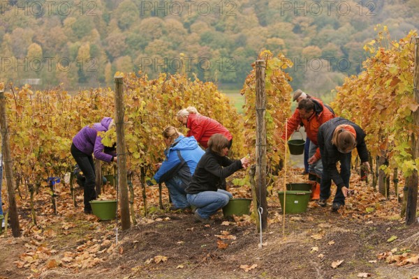 Grape grape harvest in the vineyard, Rote Presse