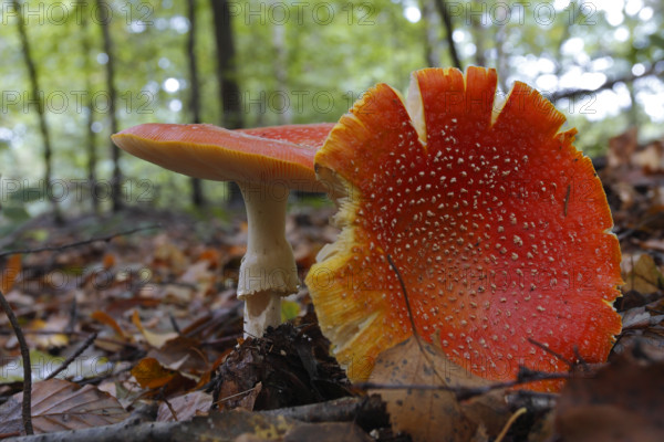 Fly agaric (Amanita muscaria), two fly agarics in autumn leaves in flat perspective, Saxon Switzerland, Elbe Sandstone Mountains, Saxony, Germany, Europe
