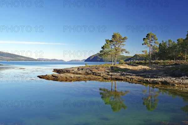 Trees, pines reflected in the crystal clear water of a shallow bay, late summer, Kjelleidet, FV 17, Kystriksveien, Helgeland, Norway, Europe