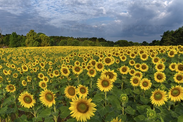 Sunflower (Helianthus annuus) field in the morning, Franconia, Bavaria, Germany, Europe