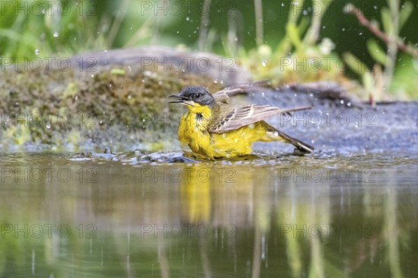 Western yellow wagtail (Motacilla flava) Hungary