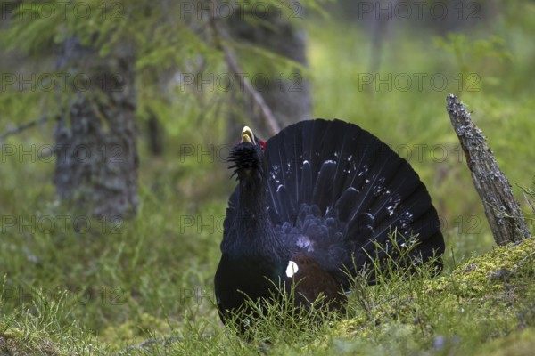 Western capercaillie (Tetrao urogallus) male displaying at courting ground, lek in coniferous forest in spring
