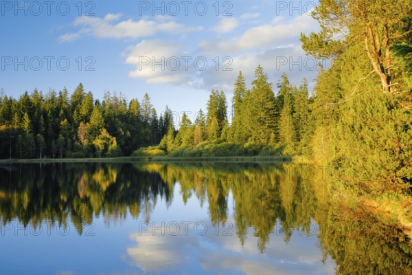 Spruce and pine forest along the lakeshore of the quiet Étang de la Gruère reflected in the water of the moor lake, Canton Jura, Switzerland, Europe