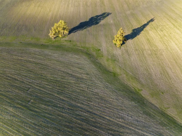 Cultivated fields in winter in the Campiña Cordobesa, the fertile rural area south of the town of Córdoba, aerial view, drone shot, Córdoba province, Andalusia, Spain, Europe