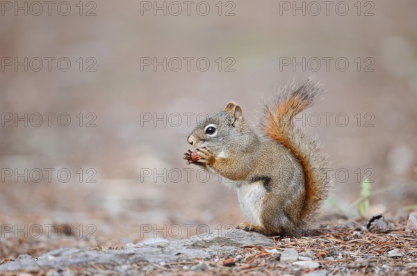American red squirrel (Tamiasciurus hudsonicus) sits feeding on the forest floor, Jasper National Park, Alberta, Canada, North America