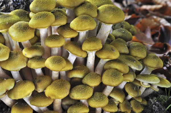 Honey fungus (Armillaria mellea) (Armillariella mellea) cluster growing on tree trunk in autumn forest
