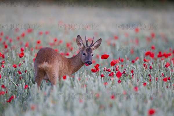Roe deer (Capreolus capreolus) adult male buck feeding in a farmland wheat field with flowering poppy flowers, Suffolk, England, United Kingdom, Europe