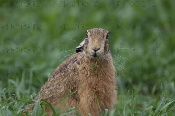 European brown hare (Lepus europaeus) adult animal feeding in a farmland cereal crop, Suffolk, England, United Kingdom, Europe