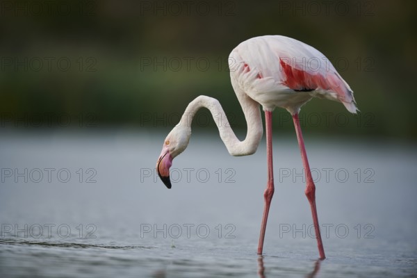 Greater Flamingo (Phoenicopterus roseus) walking in the water, Parc Naturel Regional de Camargue, France, Europe
