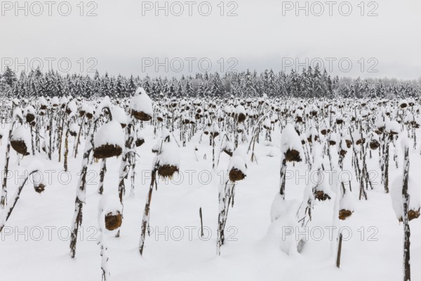 Sunflower field in the snow (Helianthus annuus), winter, Göggingen, Krauchewies, Upper Danube Nature Park, Baden-Württemberg, Germany, Europe