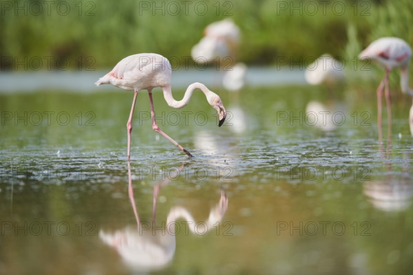 Greater Flamingo (Phoenicopterus roseus) walking in the water, Parc Naturel Regional de Camargue, France, Europe