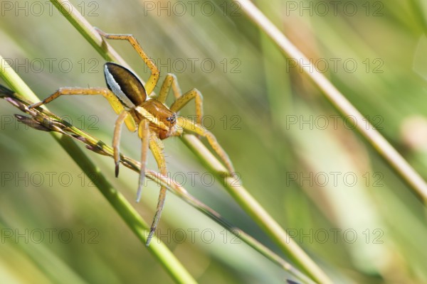 Raft spider (Dolomedes fimbriatus) or bordered list spider lurking on grass, Pietzmoor nature reserve near Schneverdingen, Lüneburg Heath, Lower Saxony, Germany, Europe