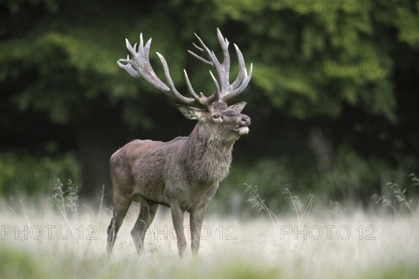 Red deer (Cervus elaphus) stag with big antlers in grassland at forest's edge during the rut in autumn, fall