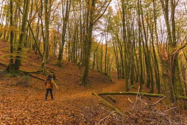 Lifestyle, a young brunette in a yellow jacket walking along the forest path in autumn. Artikutza Forest in San Sebastián, Gipuzkoa, Basque Country. Spain