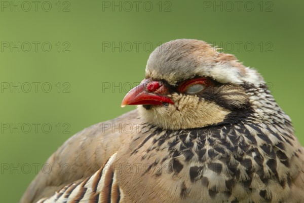 Red legged or French partridge (Alectoris rufa) adult bird sleeping, Norfolk, England, United Kingdom, Europe