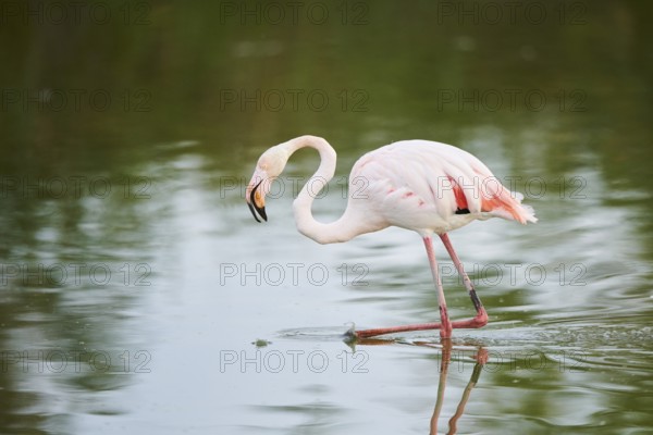 Greater Flamingo (Phoenicopterus roseus) walking in the water, Parc Naturel Regional de Camargue, France, Europe