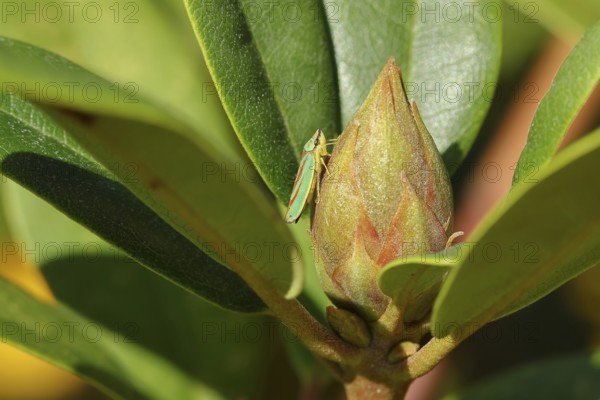 Rhododendron (Rhododendron) leafhopper (Graphocephala fennahi) sitting on flower bud of a rhododendron, Wilden, North Rhine-Westphalia, Germany, Europe