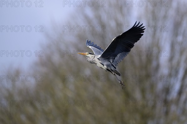 Grey heron (Ardea cinerea), bringing nesting material to the nest, Essen, Ruhr area, North Rhine-Westphalia, Germany, Europe
