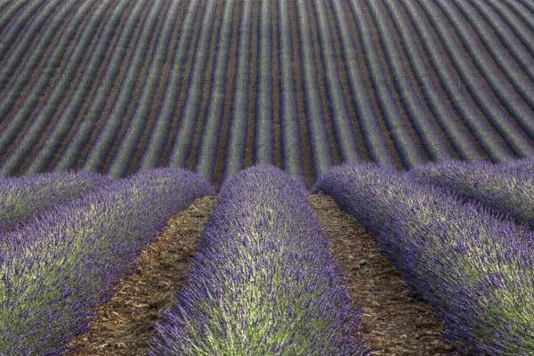 Wavy lavender field, flowering true lavender (Lavandula angustifolia), D56, between Valensole and Puimoisson, Plateau de Valensole, Provence, Provence-Alpes-Cote d Azur, South of France, France, Europe