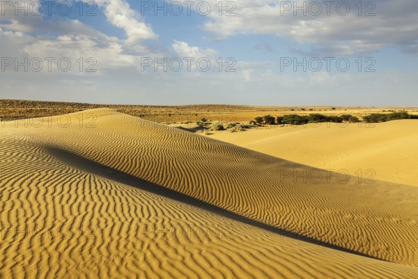 Dunes of Thar Desert. Sam Sand dunes, Rajasthan, India, Asia