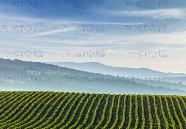 Panorama of furrows with sprouts in rolling ploughed fields of Moravia, Czech Republic, Europe