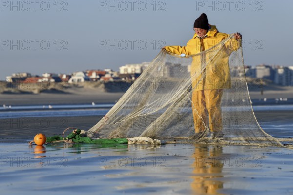 Horse fisher spreads his net, catching Brown shrimp (Crangon crangon), Koksijde, North Sea coast, province of West Flanders, Belgium, Europe