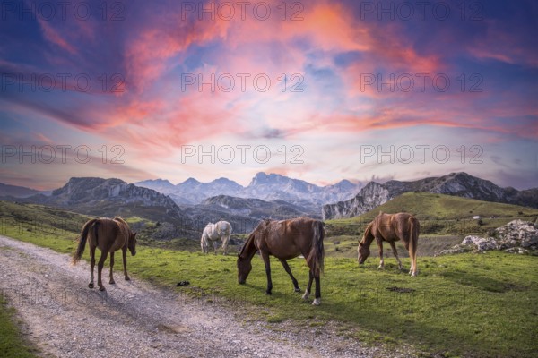 The beautiful lake of Covadonga in Asturias, a beautiful spring sunset