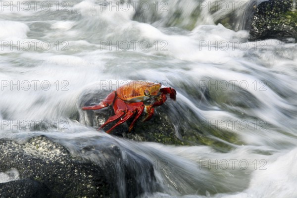 Sally lightfoot crab (Grapsus grapsus), red rock crab, abuete negro in the surf, Las Bachas Bay on Santa Cruz island, Galápagos Islands, Ecuador, Latin America, South America