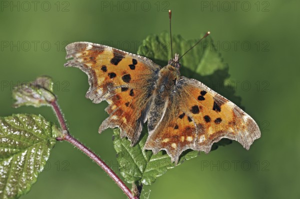 Comma (Polygonia c-album) butterfly resting on leaf with wings spread