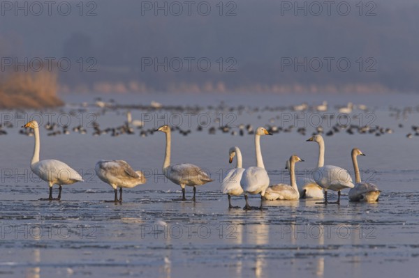 Whooper Swans (Cygnus cygnus) flock resting on frozen lake in winter