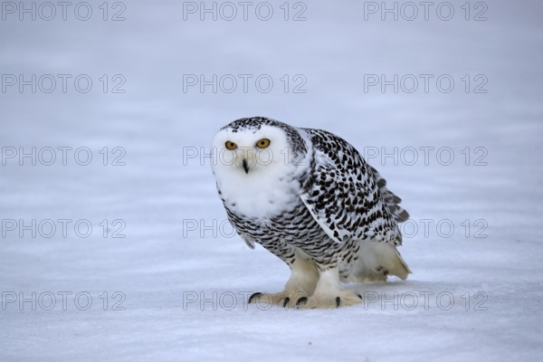 Snowy owl (Nyctea scandiaca), snowy owl, adult, alert, in the snow, foraging, in winter, Bohemian Forest, Czech Republic, Europe