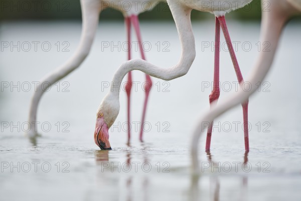 Greater Flamingos (Phoenicopterus roseus) standing in the water, portrait, Parc Naturel Regional de Camargue, France, Europe