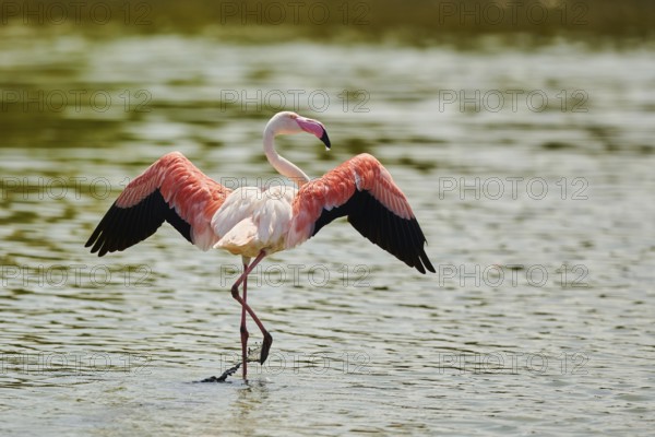 Greater Flamingo (Phoenicopterus roseus) standing in the water shaking its wings, Parc Naturel Regional de Camargue, France, Europe