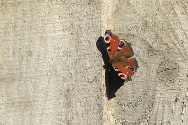 Peacock butterfly (Aglais io) adult resting on a garden fence, Suffolk, England, United Kingdom, Europe