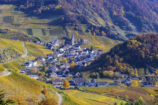 Vineyards in autumn, Mayschoß with parish church, red wine growing region Ahrtal, red wine of the Pinot Noir and Portugieser grape is grown here, Eifel, Rhineland-Palatinate, Germany, Europe