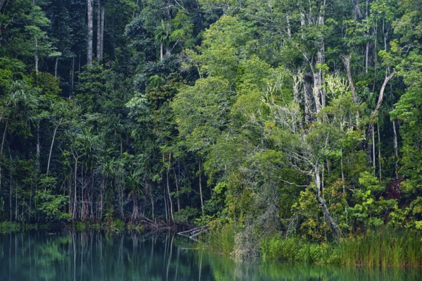 Australian jungle, rainforest with crater lake Lake Eacham, Atherton tablelands, Cairns, Queensland, Australia, Oceania