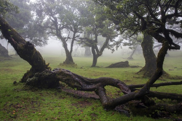 Laurel trees overgrown with moss and plants in the mist, old laurel forest (Laurisilva), stinkwood (Ocotea foetens), UNESCO World Heritage Site, Fanal, Madeira, Portugal, Europe