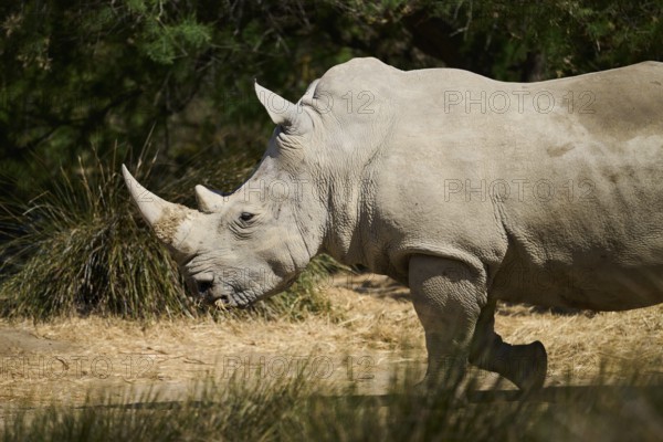 Square-lipped rhinoceros (Ceratotherium simum), walking in the dessert, captive, distribution Africa