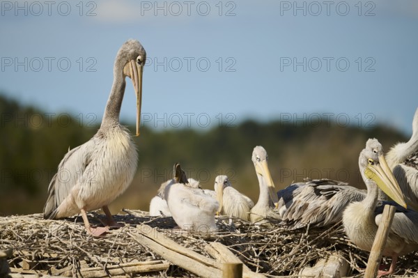 Great white pelican (Pelecanus onocrotalus) sitting, France, Europe