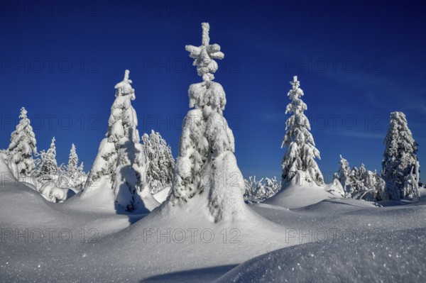 Snowy winter landscape near the Vogelskopf, near Baiersbronn, county Freudenstadt, Black Forest, Baden-Württemberg, Germany, Europe