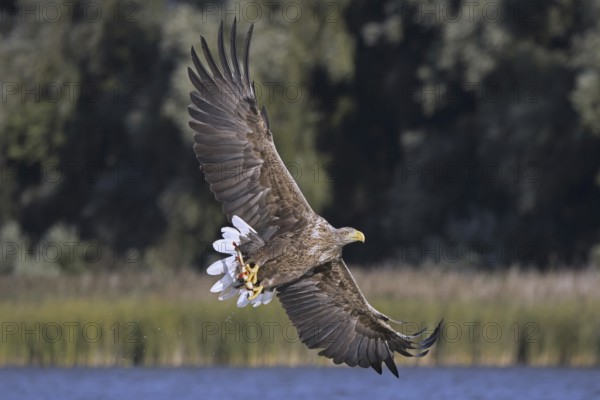 White-tailed eagle (Haliaeetus albicilla), Eurasian sea eagle, erne adult catching fish in its talons from lake's water surface